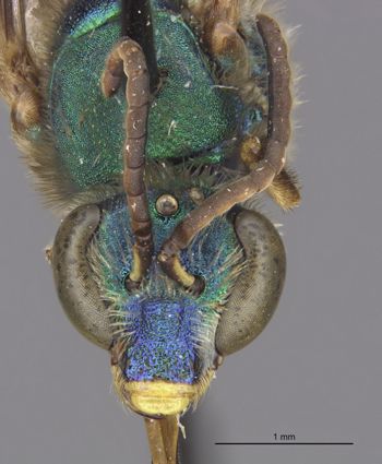 Media type: image;   Entomology 32584 Aspect: hefa